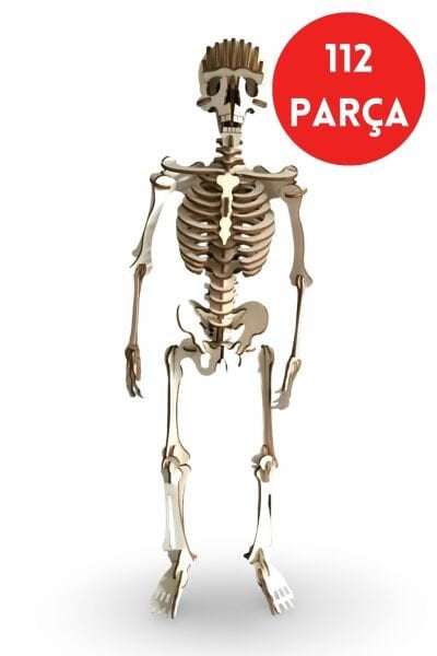 ALG-3098 CAMPLEX HUMAN SKELETON