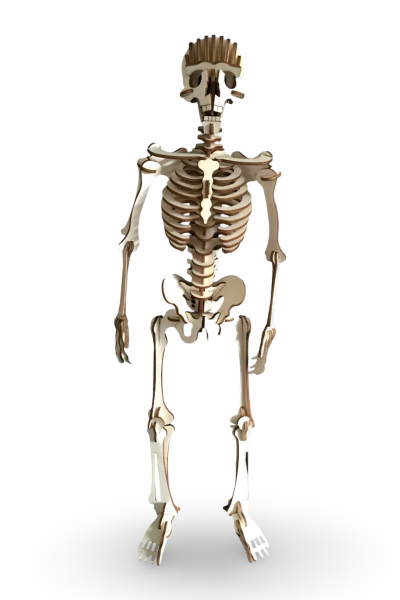 ALG-3098 CAMPLEX HUMAN SKELETON