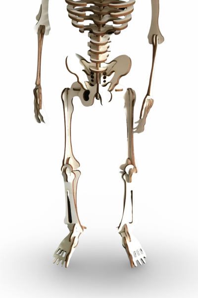 ALG-3098 CAMPLEX HUMAN SKELETON