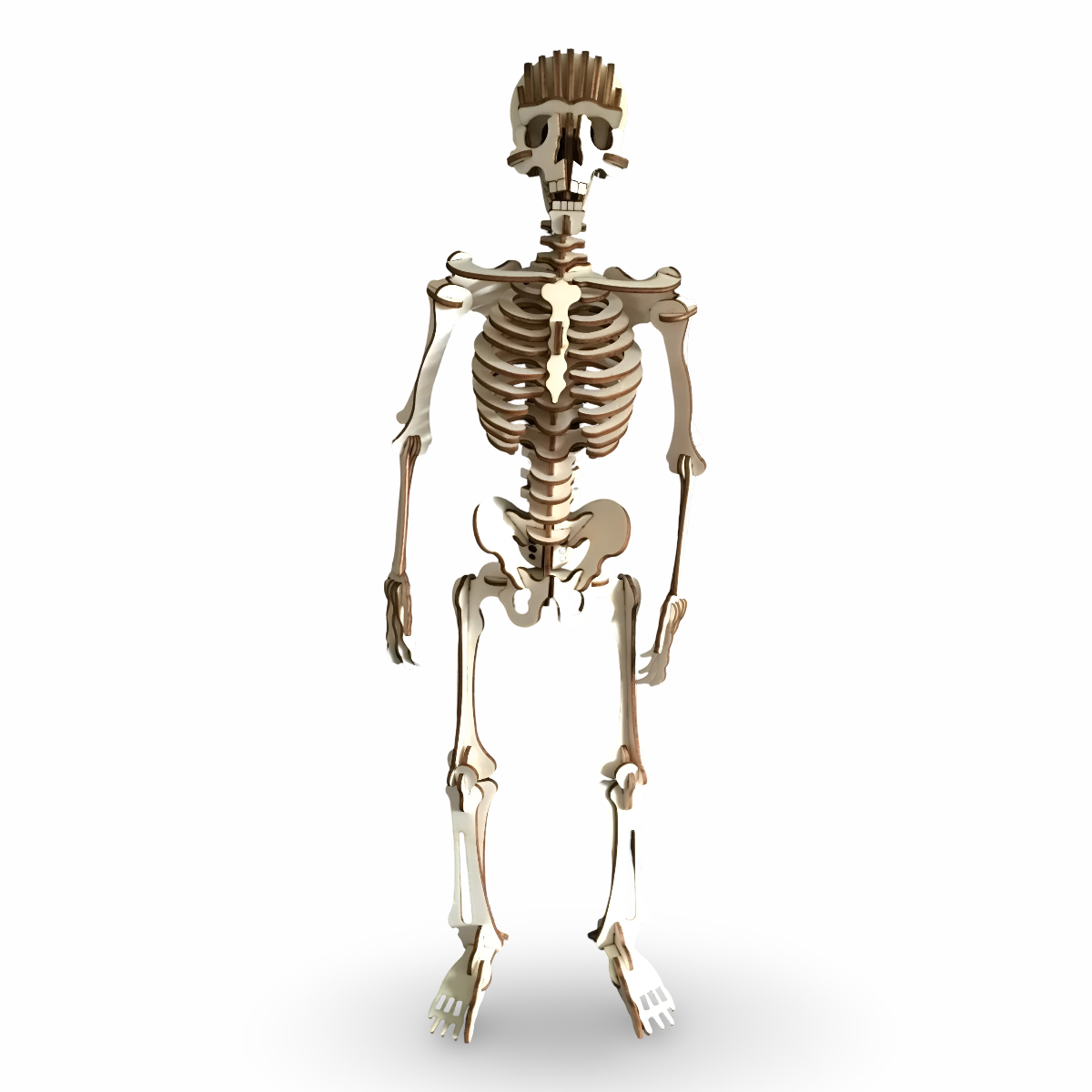 ALG-3098 CAMPLEX HUMAN SKELETON