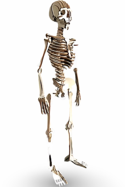 ALG-3098 CAMPLEX HUMAN SKELETON