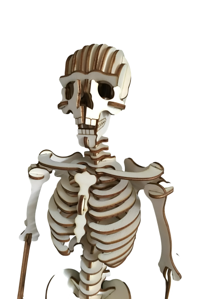 ALG-3098 CAMPLEX HUMAN SKELETON